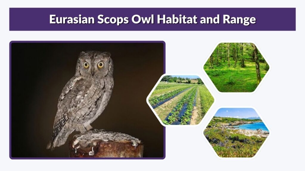 Eurasian Scops Owl Habitat and Range
