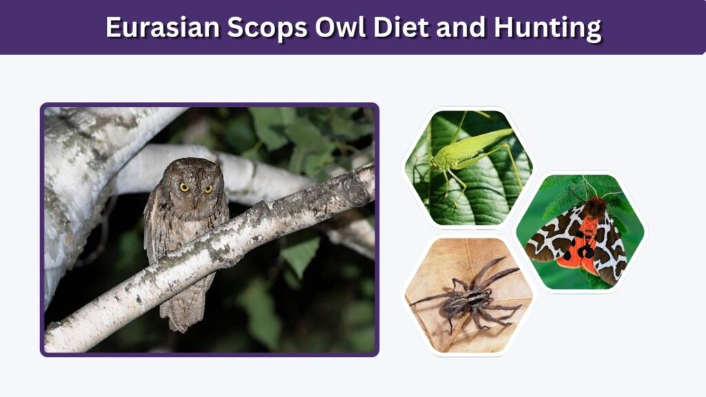 Eurasian Scops Owl Diet and Hunting