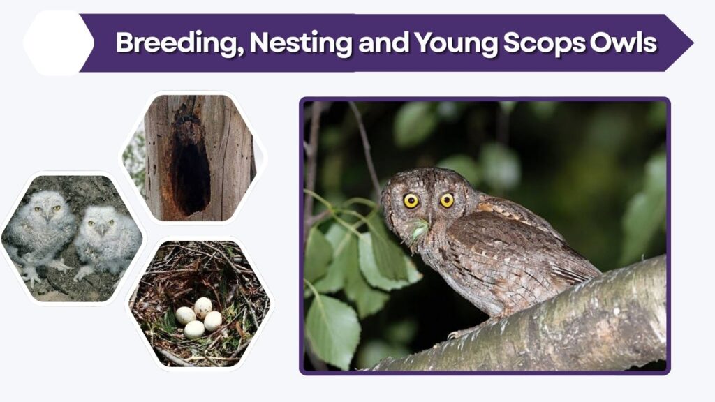 Breeding, Nesting and Young Scops Owls