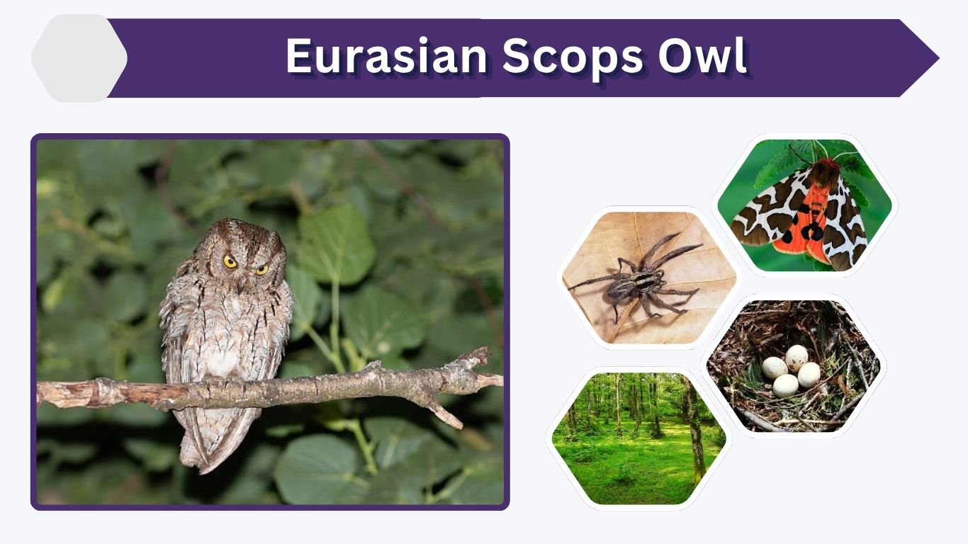 Eurasian Scops Owl: Facts, Diet, Habitat, Call & Size