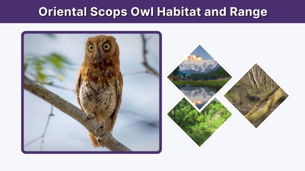 Oriental Scops Owl Habitat and Range