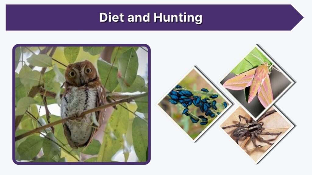 Diet and Hunting