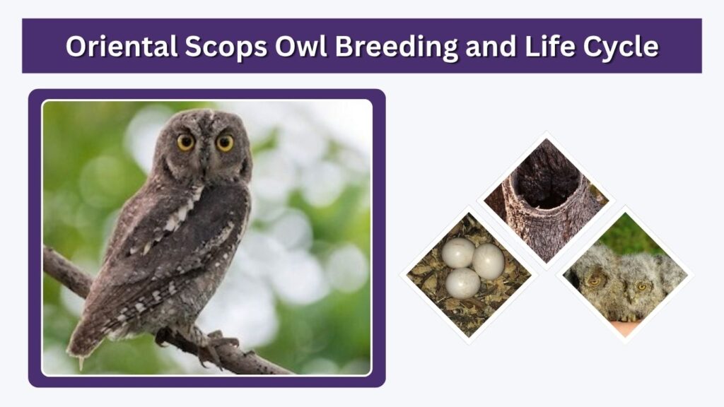 Oriental Scops Owl Breeding and Life Cycle