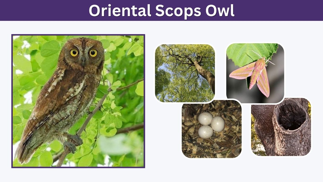 Oriental Scops Owl: Size, Call, Habitat & Facts