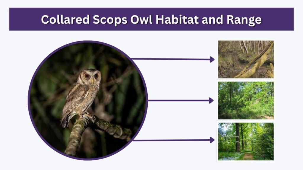 Collared Scops Owl Habitat and Range