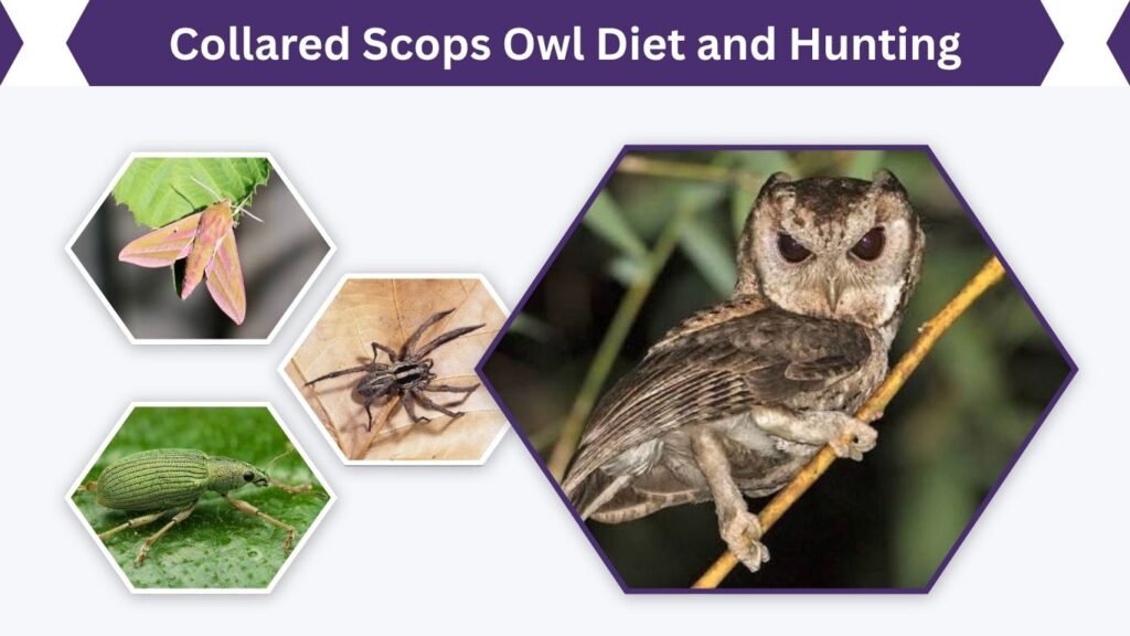 Collared Scops Owl Diet and Hunting