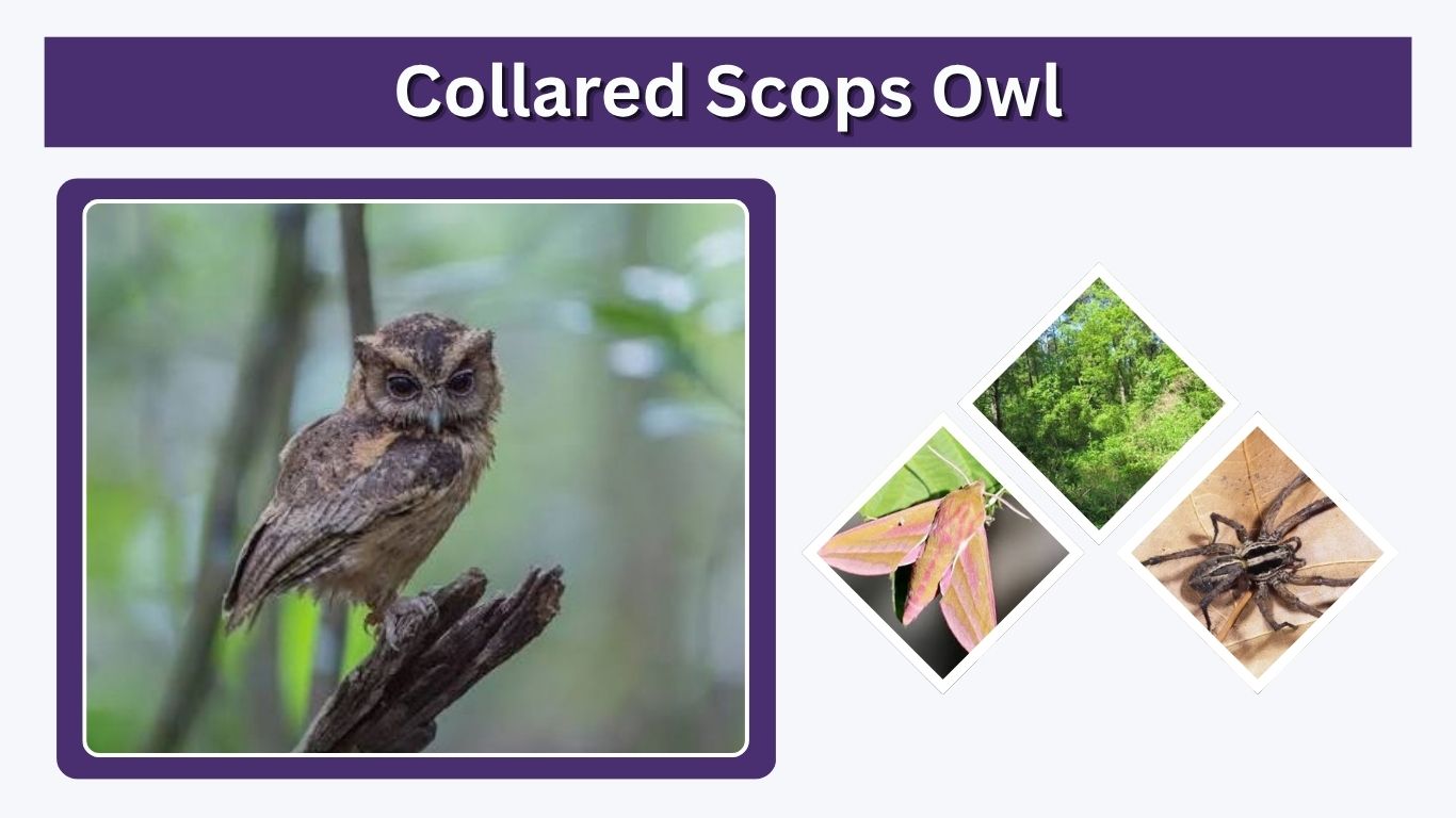 Collared Scops Owl: Call, Size, Habitat & Facts