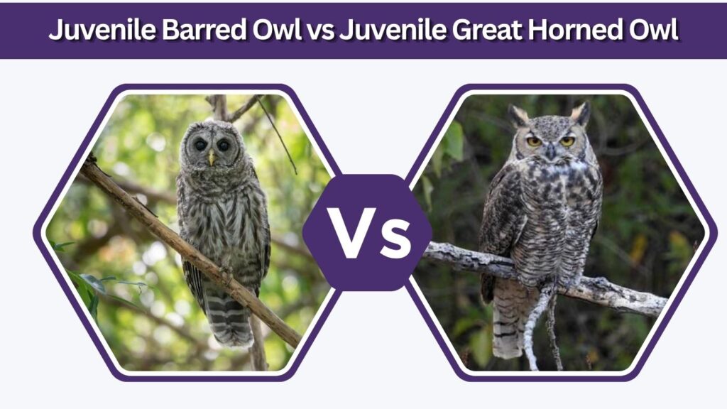 Juvenile Barred Owl vs Juvenile Great Horned Owl