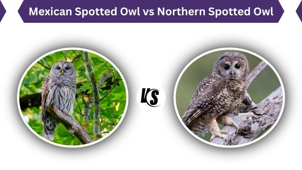 Mexican Spotted Owl vs Northern Spotted Owl