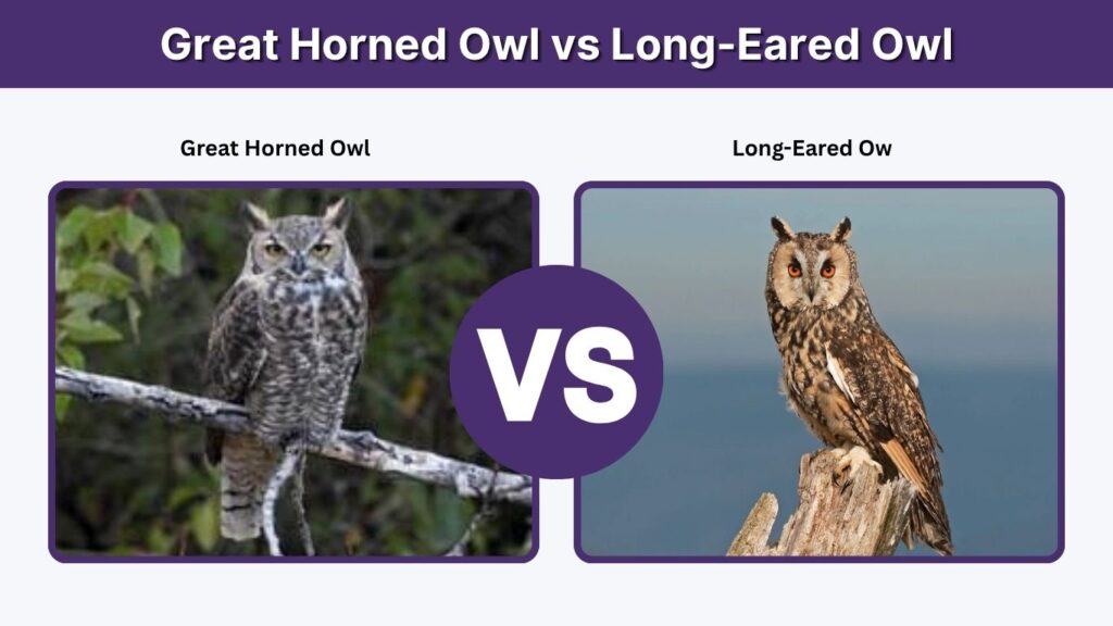Great Horned Owl vs Long-Eared Owl