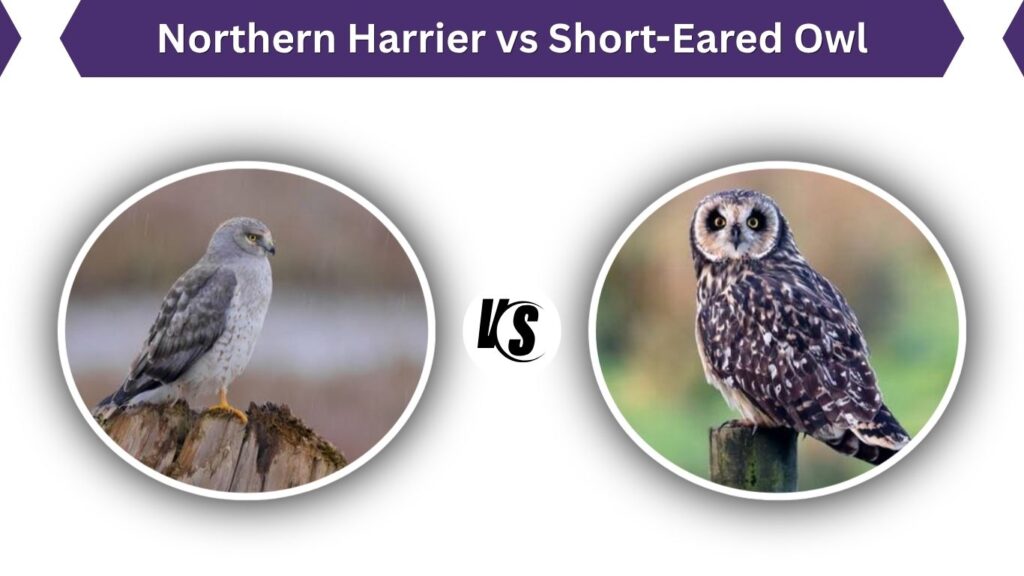 Northern Harrier vs Short-Eared Owl