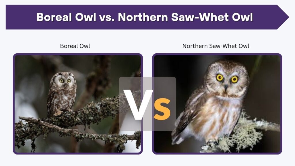 Boreal Owl vs. Northern Saw-Whet Owl