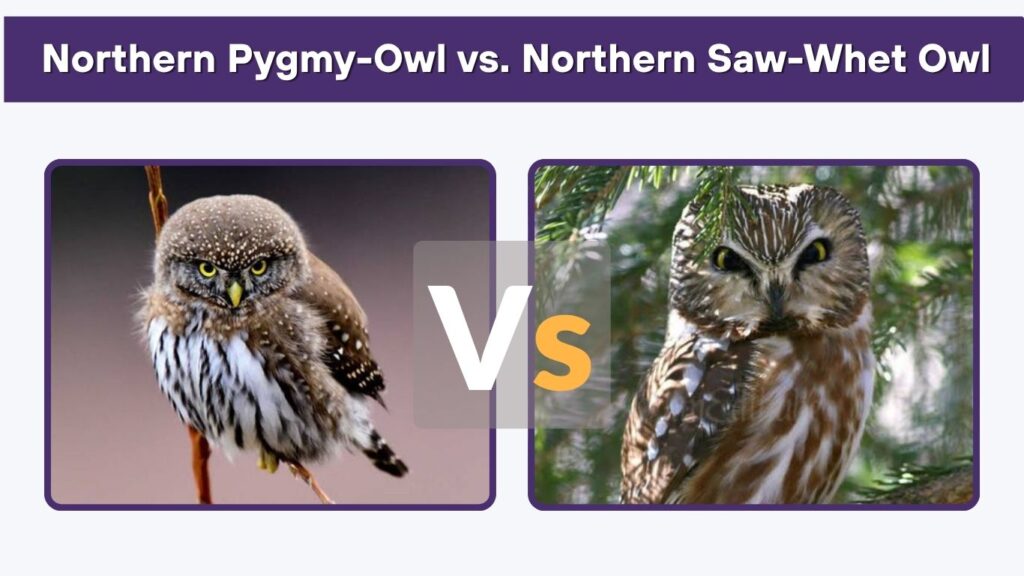 Northern Pygmy-Owl vs. Northern Saw-Whet Owl