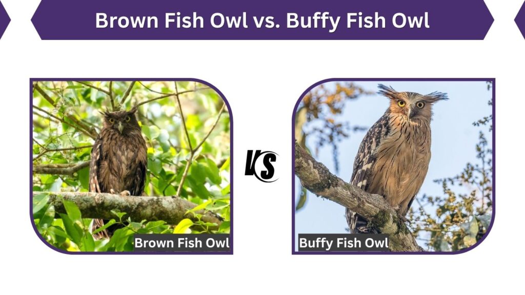 Buffy Fish Owl