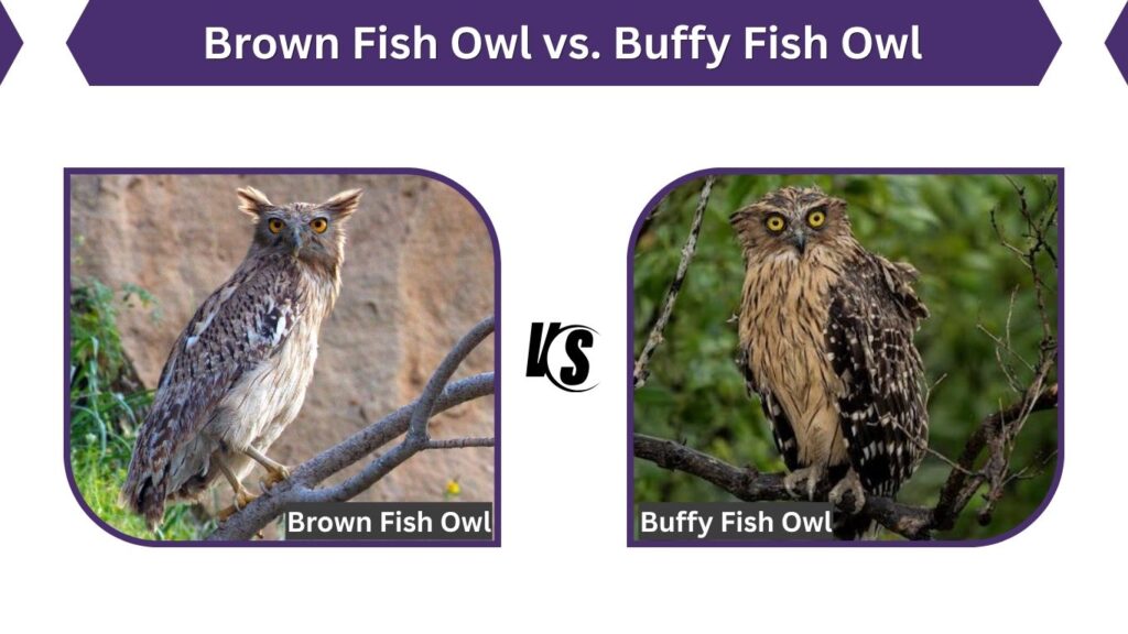 Brown Fish Owl vs. Buffy Fish Owl
