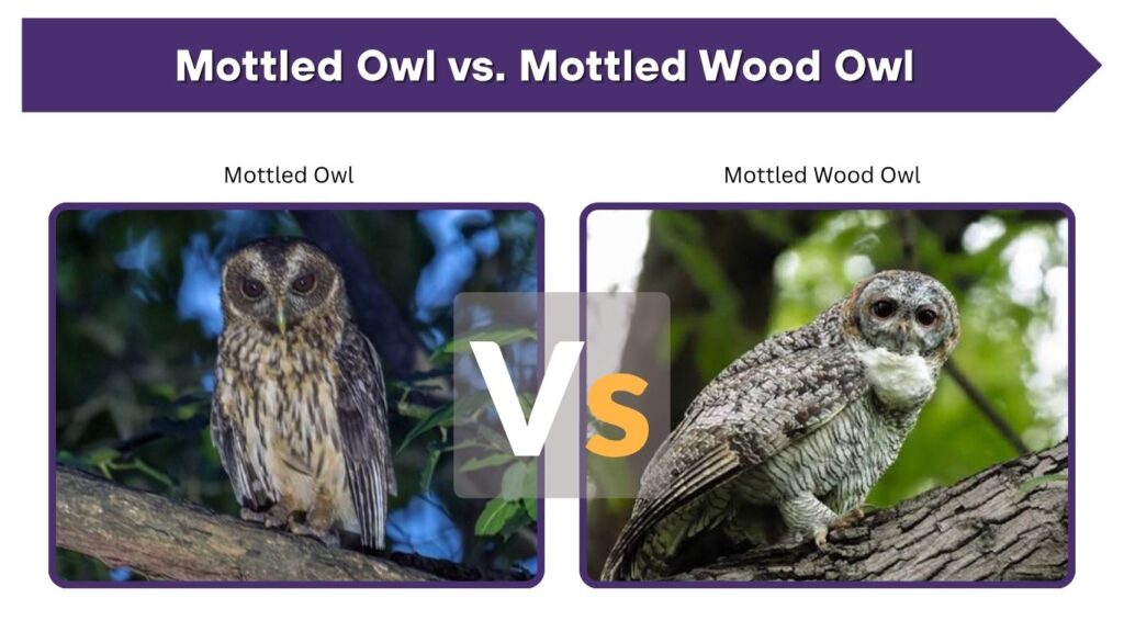 Mottled Owl vs. Mottled Wood Owl