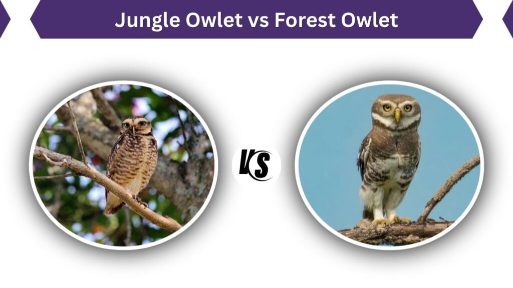 Jungle Owlet vs Forest Owlet