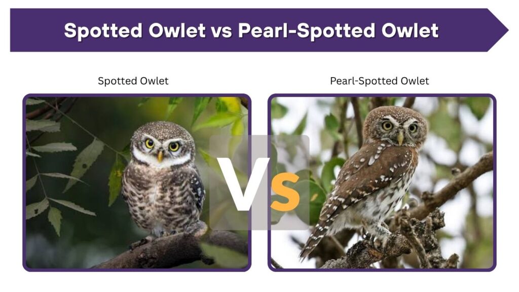 Spotted Owlet vs Pearl-Spotted Owlet
