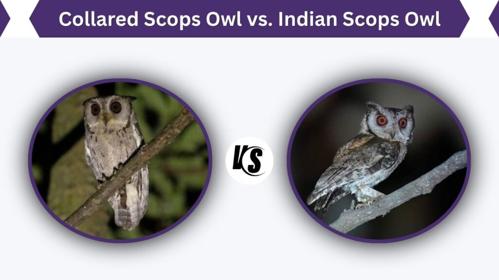 Collared Scops Owl vs. Indian Scops Owl