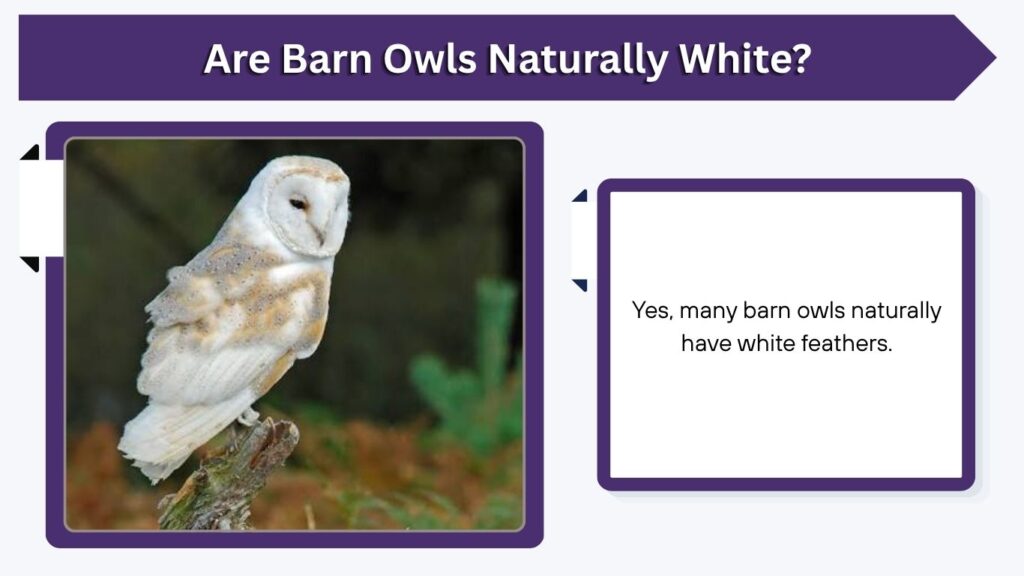 Are Barn Owls Naturally White?