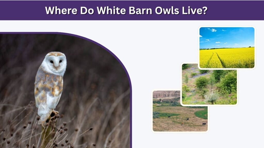 Where Do White Barn Owls Live?