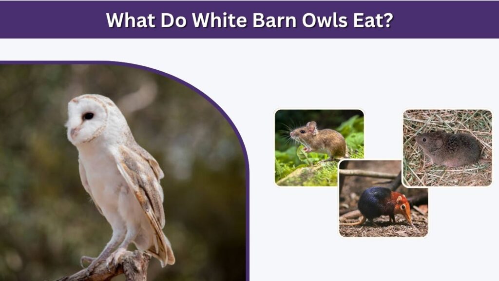 What Do White Barn Owls Eat?
