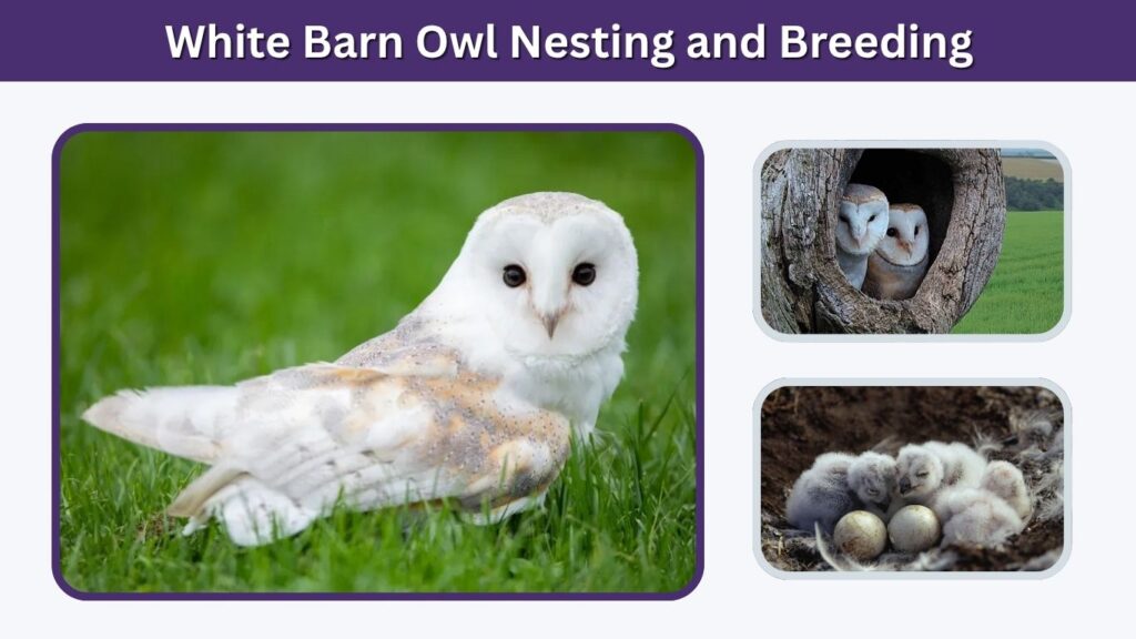 White Barn Owl Nesting and Breeding