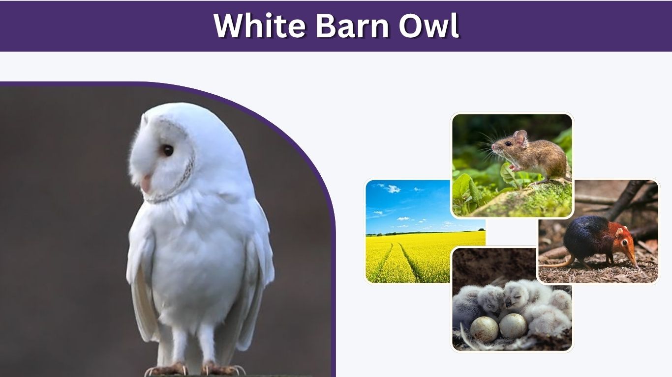 White Barn Owl: Facts, Meaning, Habitat, Diet & Colors