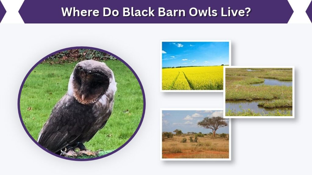 Where Do Black Barn Owls Live?