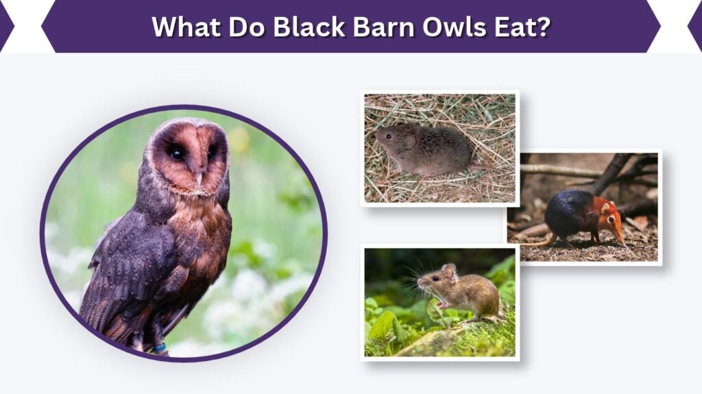 What Do Black Barn Owls Eat?