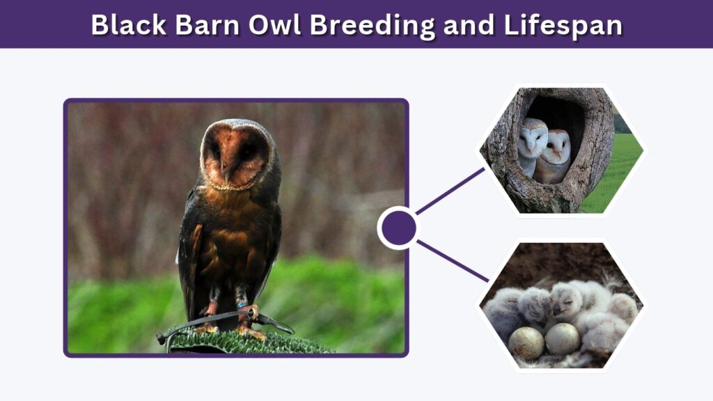 Black Barn Owl Breeding and Lifespan