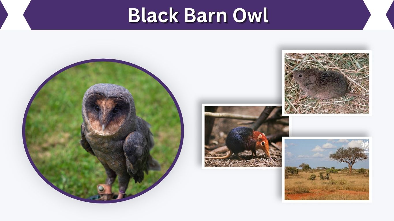 Black Barn Owl: Facts, Rarity, Melanism and Habitat