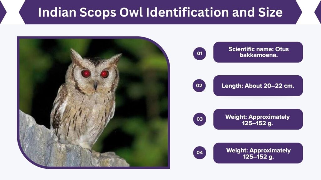 Indian Scops Owl Identification and Size
