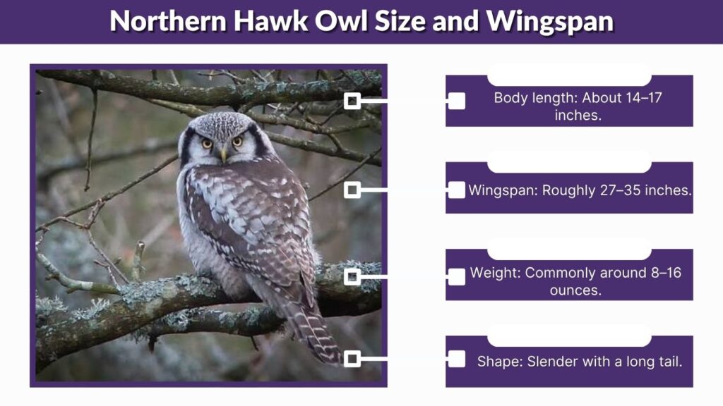 Northern Hawk Owl Size and Wingspan