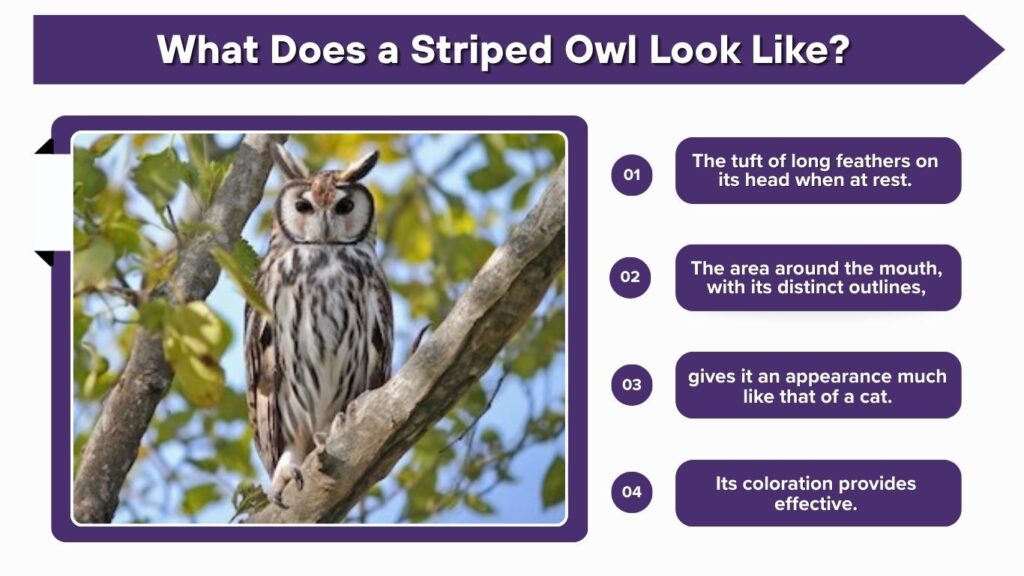 What Does a Striped Owl Look Like?