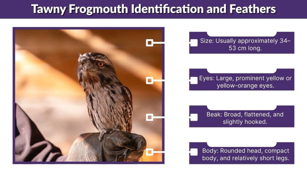 Tawny Frogmouth Identification and Feathers