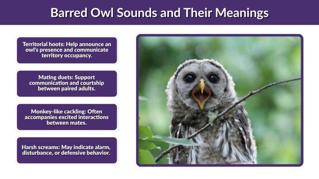 Barred Owl Sounds and Their Meanings