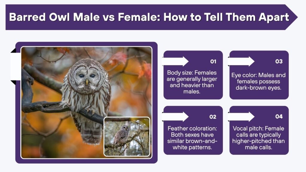 Barred Owl Male vs Female: How to Tell Them Apart