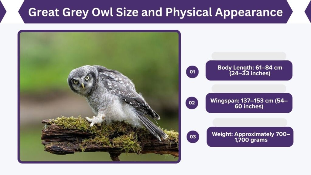 Great Grey Owl Size and Physical Appearance
