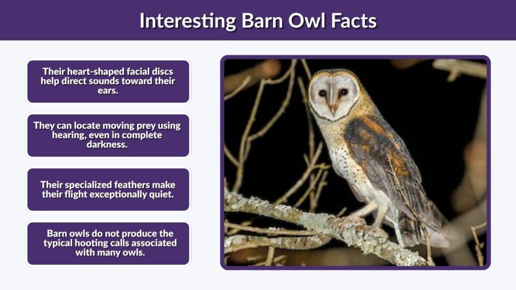 Interesting Barn Owl Facts