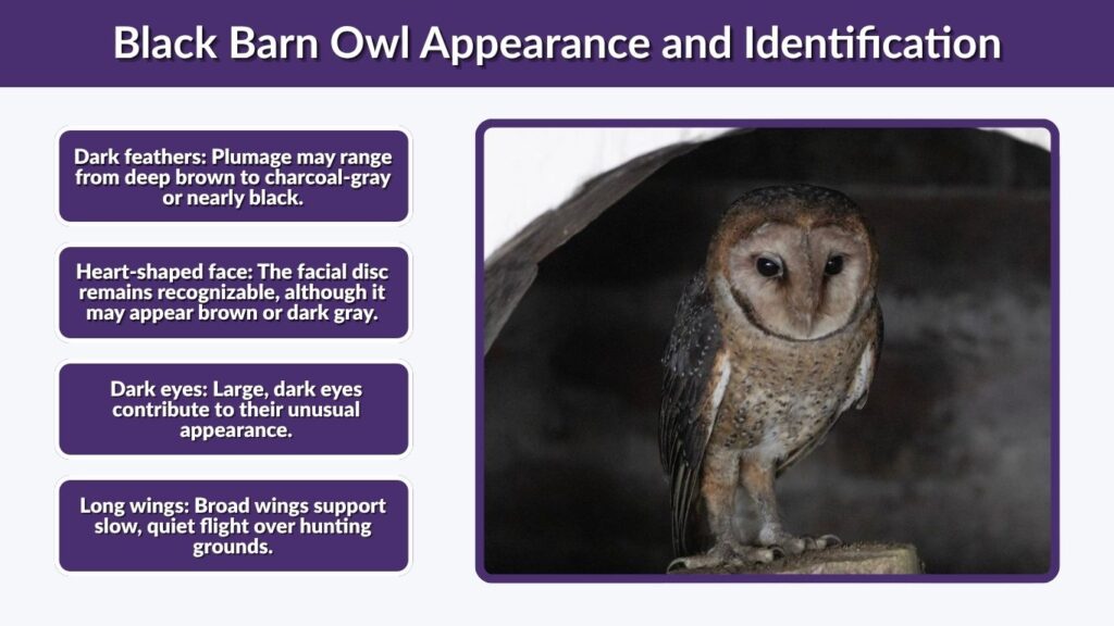 Black Barn Owl Appearance and Identification