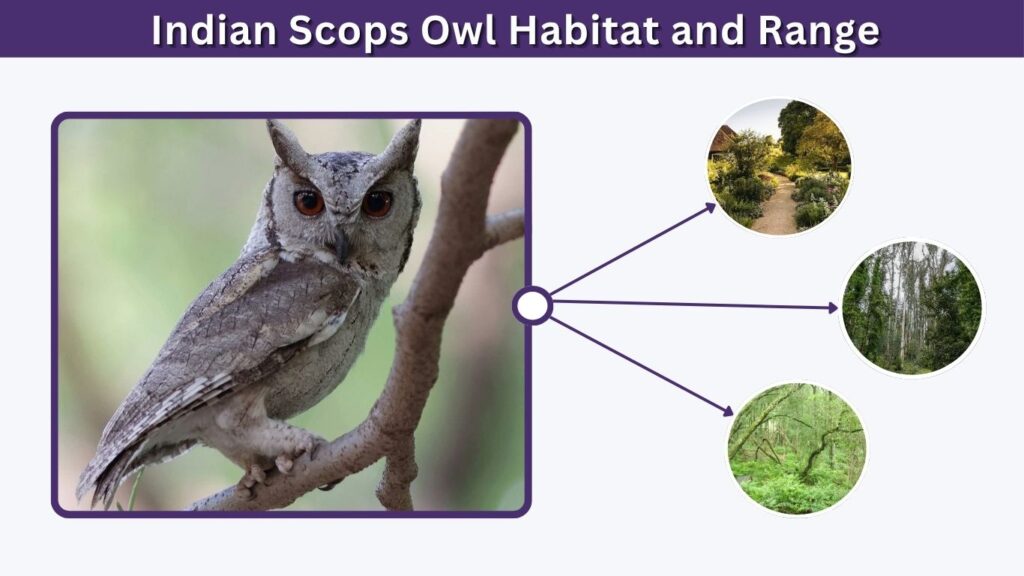 Indian Scops Owl Habitat and Range
