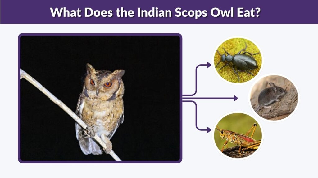 What Does the Indian Scops Owl Eat?