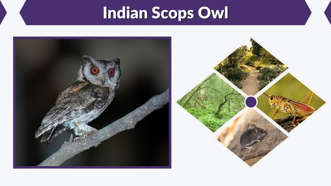 Indian Scops Owl: Call, Size, Habitat & Facts