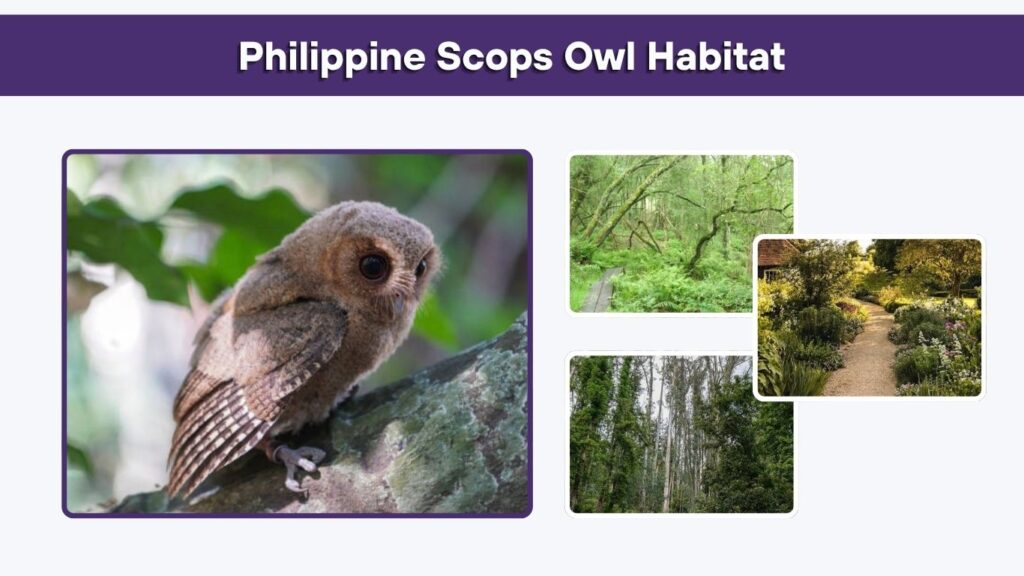 Philippine Scops Owl Habitat