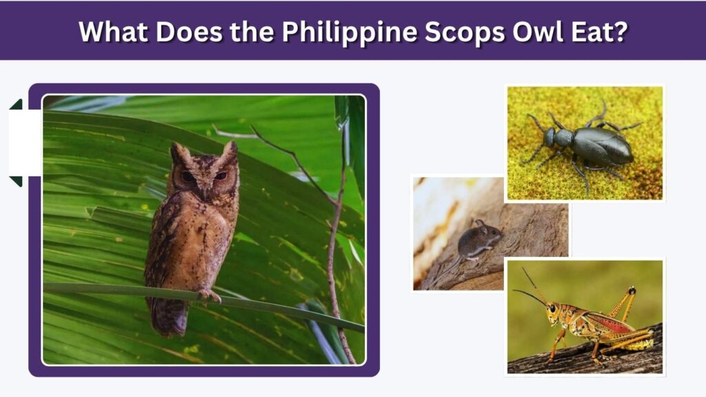 What Does the Philippine Scops Owl Eat?