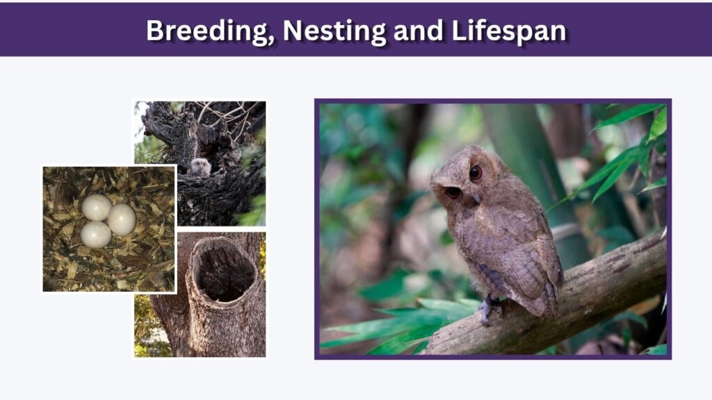 Breeding, Nesting and Lifespan