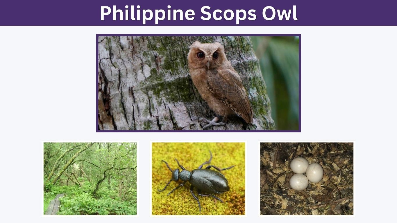 Philippine Scops Owl: Size, Call, Habitat & Facts