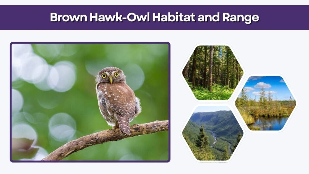 Brown Hawk-Owl Habitat and Range