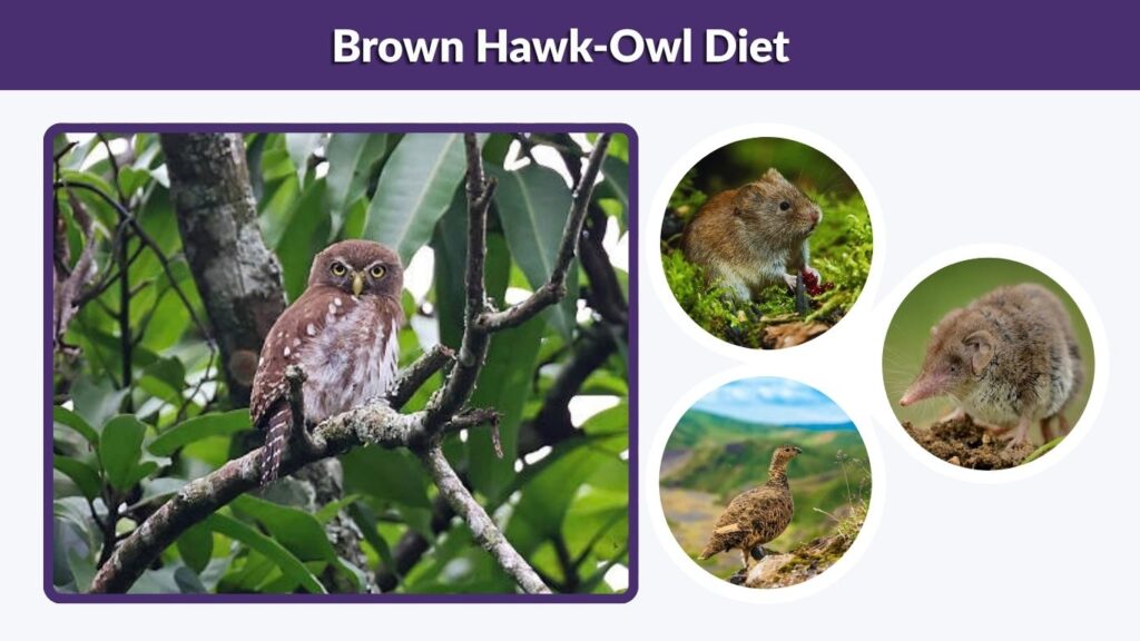 Brown Hawk-Owl Diet